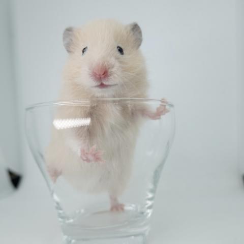 シリアンハムスター(キンクマ長毛)