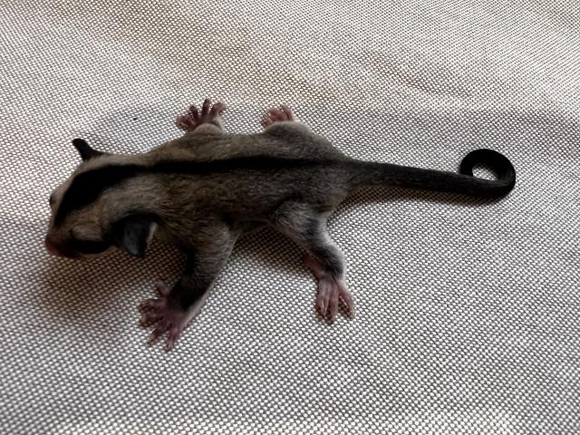 ノーマルpossリューシ