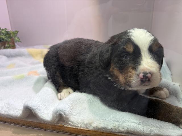 バーニーズマウンテンドッグ