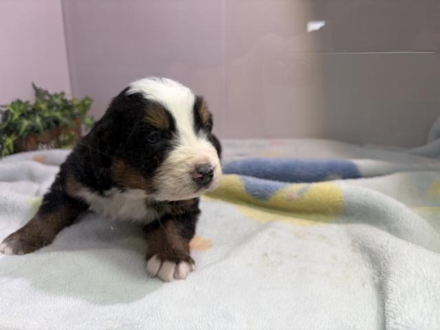 バーニーズマウンテンドッグ