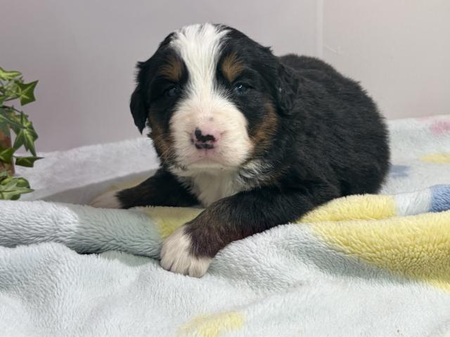 バーニーズマウンテンドッグ