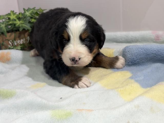 バーニーズマウンテンドッグ