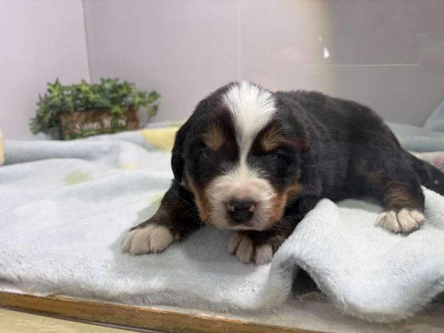 バーニーズマウンテンドッグ