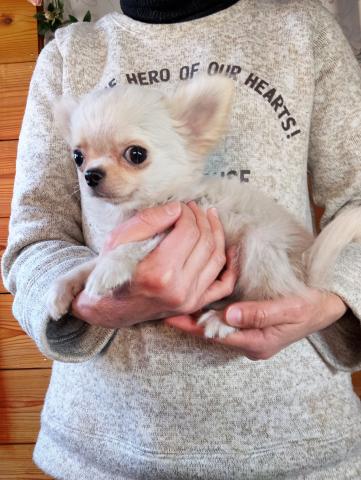 チワワ（ロングコート）