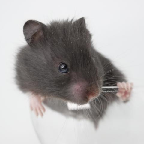 シリアンハムスター(クロクマ長毛)