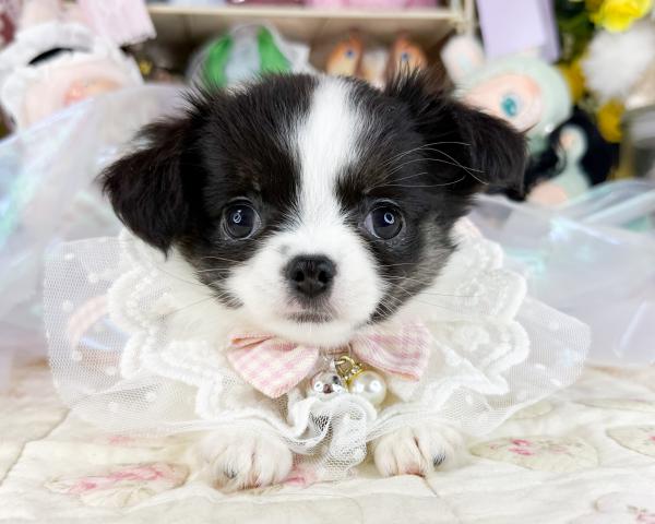 チワワ（ロングコート）