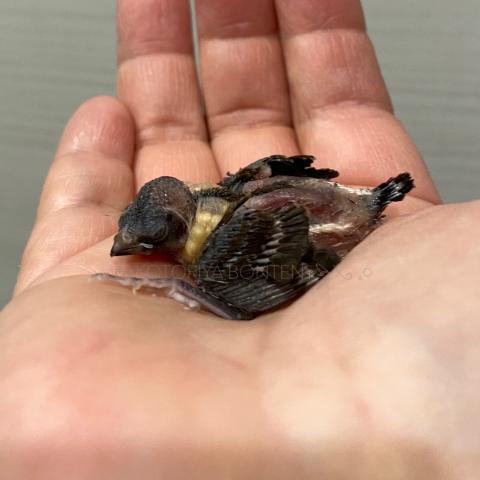 カノコスズメ（雛）