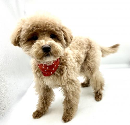 MIXマルチーズ×トイプードル