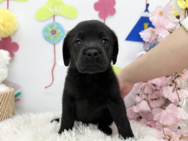 ラブラドールレトリーバー