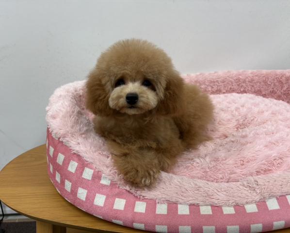 トイプードルトイサイズ予想