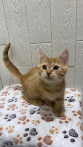 スコティッシュフォールド