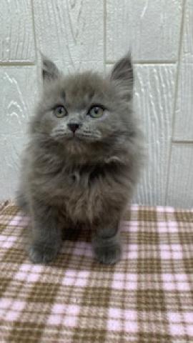 スコティッシュフォールド