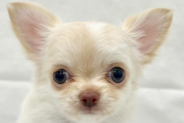 チワワ（ロングコート）