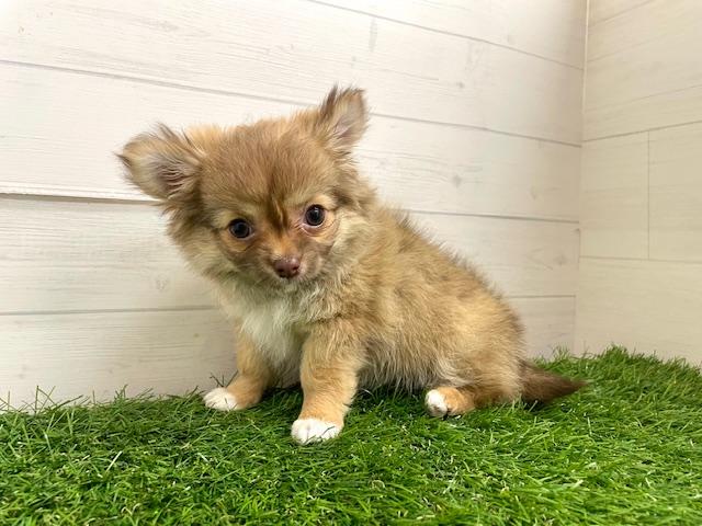 チワワ（ロングコート）