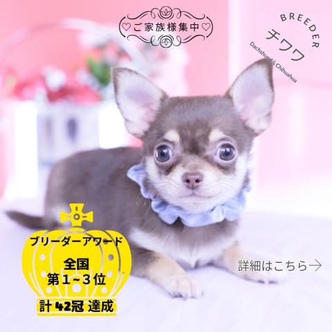 チワワ　スムース