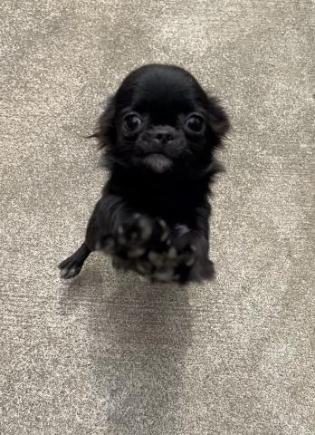 チワワ（ロングコート）