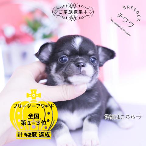 チワワ　スムース