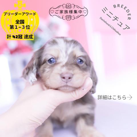 ミニチュアダックスフンド　ロング