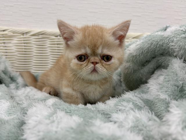 ミヌエット（旧ナポレオン）