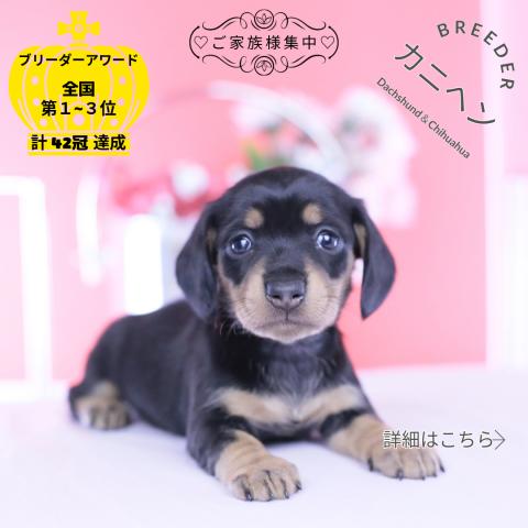 カニヘンダックスフンド　スムース