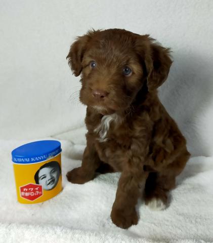 MIXボードゥードル：ナミ