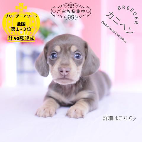 カニヘンダックスフンド　スムース