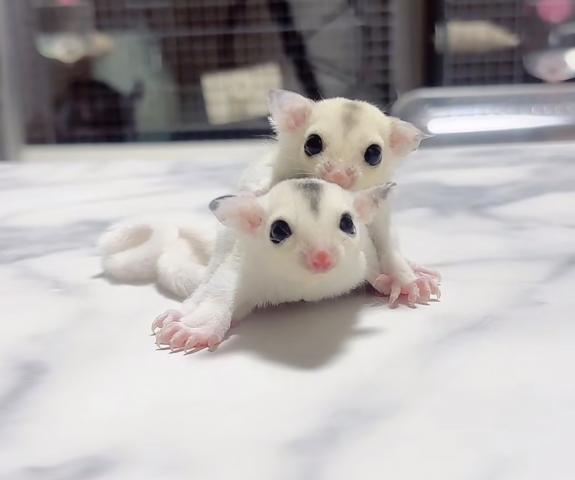 モザイクヘテロプラチナorリューシ