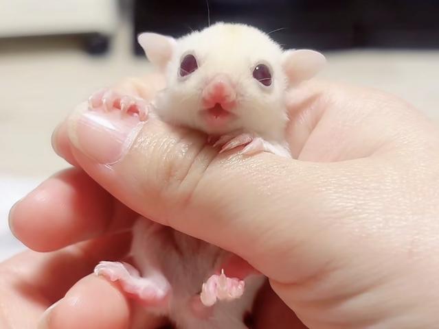 ルビーレイorルビープラチナ