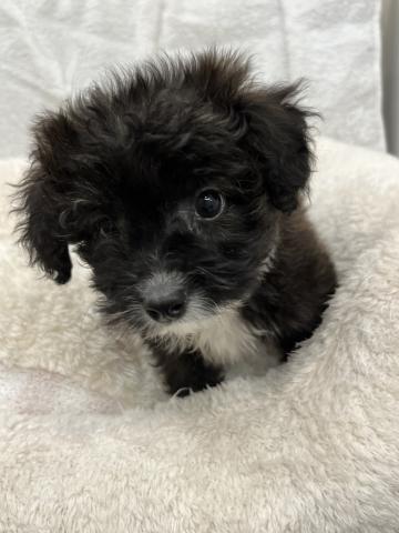 マルチーズ×トイプードル