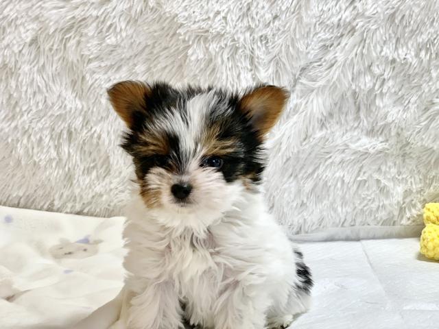 とても珍しい犬種です🐕