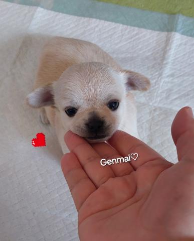 チワワ(スムースコート)