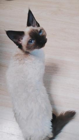 デボンレックス