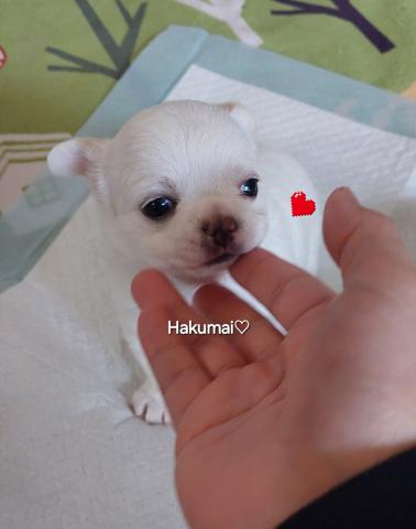 チワワ(スムースコート)