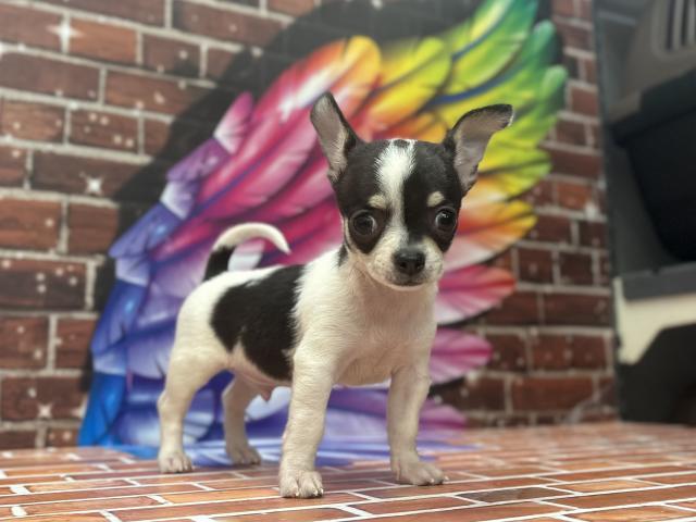 チワワ（スムースコート）