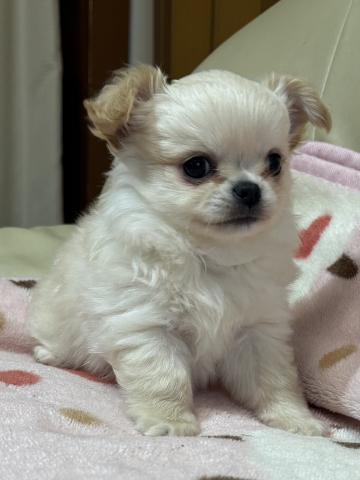 チワワ(ロングコート)