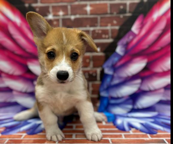 ウェルシュコーギーペンブローク