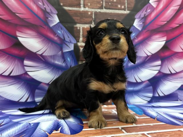 ミニチュアダックスフンド