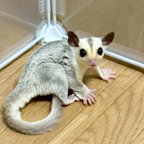 プラチナWF 男の子