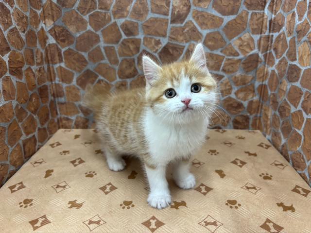 スコティッシュフォールド