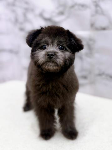 MIXポメラニアン×トイプードル【3/13お写真、動画更新♪】Special price‼️この機会にぜひご検討ください‼️やわらか~い手触りのもっちりフンワリ犬♡遊ぶのも大好きです♪