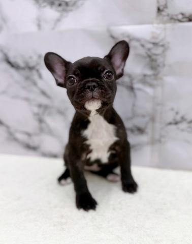 フレンチブルドッグ【3/13お写真、動画更新♪】つぶらな瞳が可愛らしい女の子。