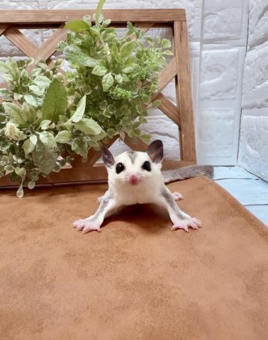 プラチナホワイトフェイス