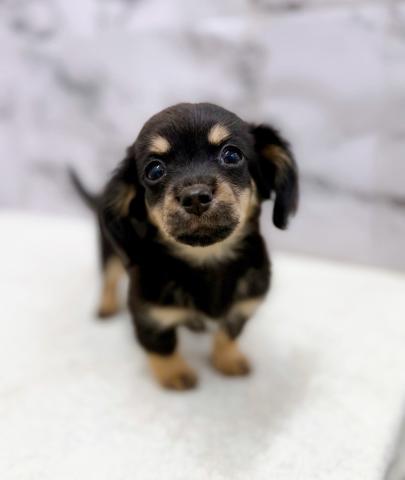 MIXLチワワ×ミニチュアダックスフンドL【3/13お写真、動画更新♪】ダックス似の大きなお耳が可愛らしい男の子