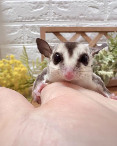 ホワイトフェイス