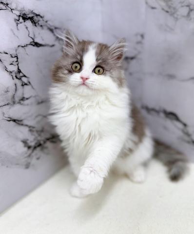 ミヌエット（旧ナポレオン）【動画あり！】お写真、動画お待たせしました‼️ブルータビーの毛色が可愛らしいミヌエットの男の子