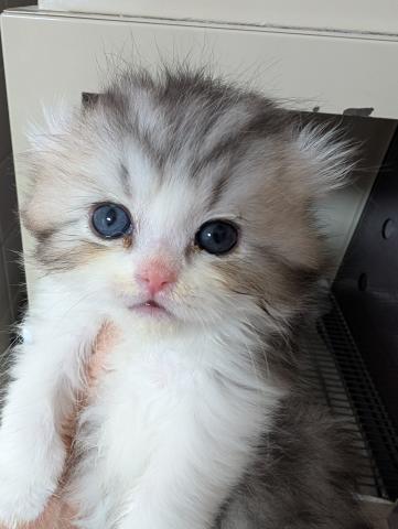 アメリカンカール