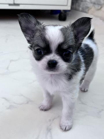 チワワ（ロングコート）