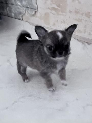 チワワ(ロングコート)