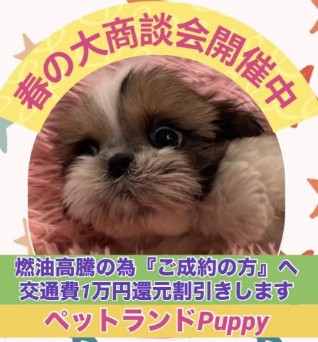 シーズー超サプライズ特価の子💕大人気のシーズー💕マナートレーニング済みの賢い子💕 総額なんと178,000円💕超お得プライスでお迎えできます🌸春の大商談会開催中につき値段交渉大歓迎🌸