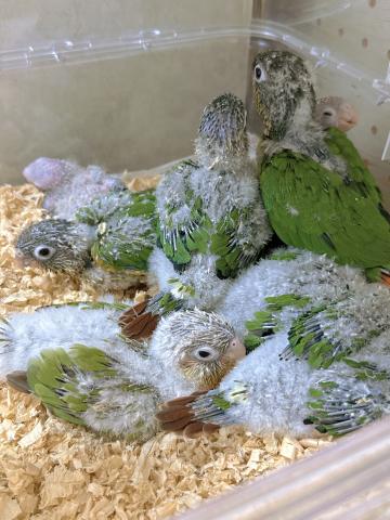 ワキコガネウロコインコ024